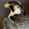 Beautiful, recently made peregrine falcon