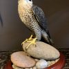 Beautiful, recently made peregrine falcon