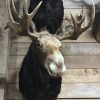 Beautiful recently made taxidermy head of a Canadian moose