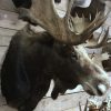 Beautiful recently made taxidermy head of a Canadian moose