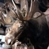 Schöner vor kurzem ausgestopfter Kopf eines kanadischen Elches