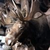 Large beautiful trophy head of a Canadian moose