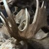 Beautiful recently made taxidermy head of a Canadian moose