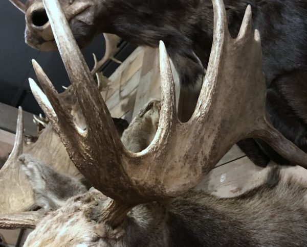 Beautiful recently made taxidermy head of a Canadian moose