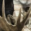 Beautiful recently made taxidermy head of a Canadian moose