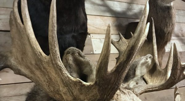 Beautiful recently made taxidermy head of a Canadian moose