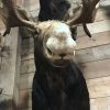 Beautiful recently made taxidermy head of a Canadian moose