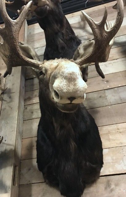 Beautiful recently made taxidermy head of a Canadian moose
