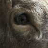 Prachtige recent opgezette kop van een Canadese eland
