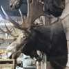 Beautiful recently made taxidermy head of a Canadian moose