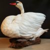 Beautiful recently mounted White Swan