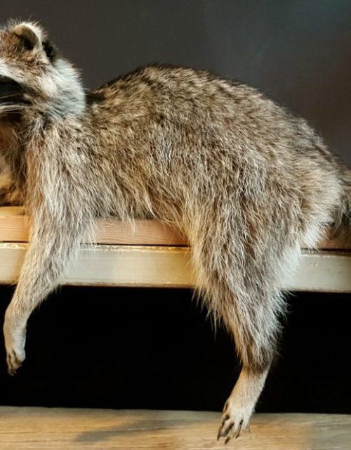 Beautiful recently stuffed raccoon