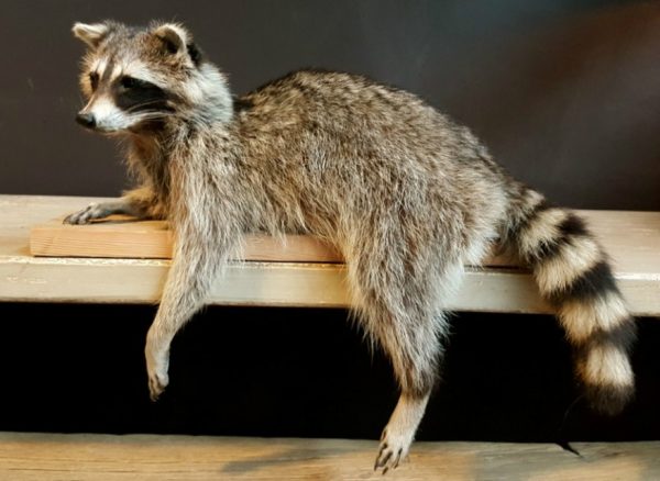 Prachtig zeer natuurgetrouw opgezette wasbeer.