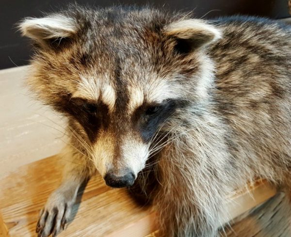 Beautiful recently stuffed raccoon