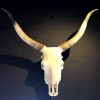 Bleached skull of a big kudu on a pedestal