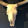 Beautiful skull Hungarian grey cattle