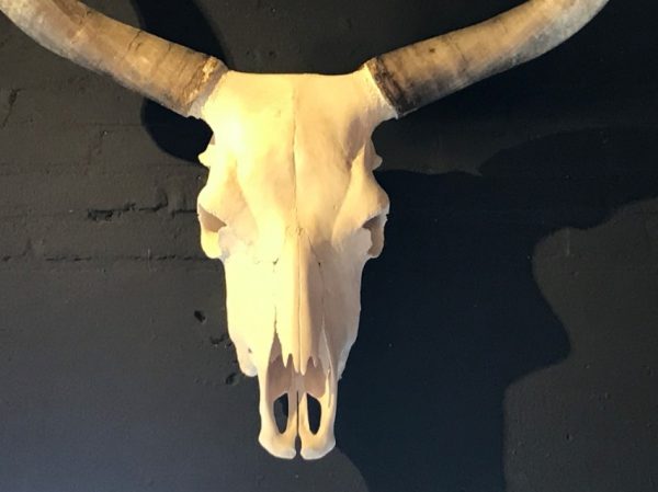 Beautiful skull Hungarian grey cattle