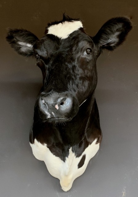 Beautiful stuffed black and white cow.