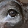 Beautiful stuffed black and white cow.