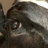 Beautiful stuffed black and white cow.