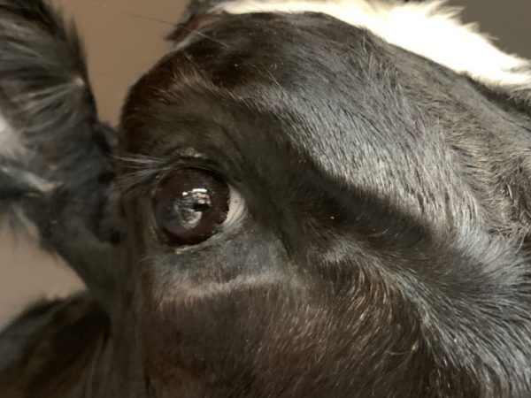 Beautiful stuffed black and white cow.