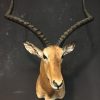 Vintage hunting trophy of a kudu