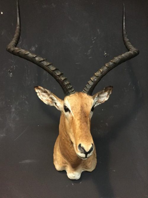 Beautiful stuffed head of a capital impala