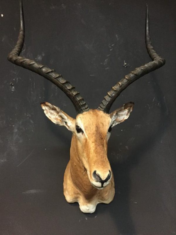 Mooie opgezette kop van een kapitale impala