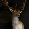 Beautiful stuffed head of a fallow deer