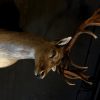 Beautiful stuffed head of a fallow deer