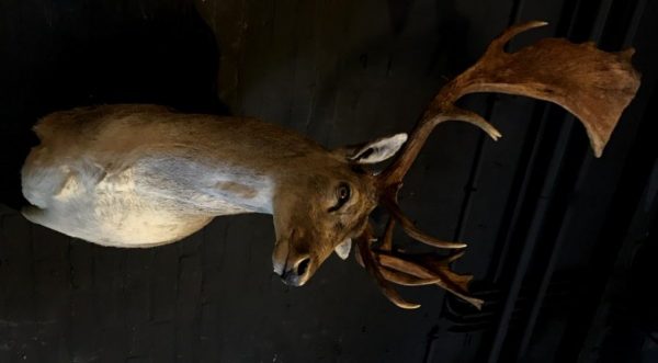 Schöner ausgestopfter Kopf eines Damhirsch.