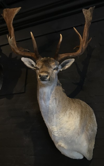 Beautiful stuffed head of a fallow deer