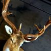 Beautiful stuffed head of a fallow deer