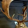 Beautiful stuffed head of a fallow deer