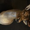 Beautiful stuffed head of a fallow deer