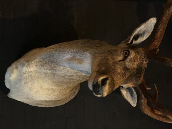 Schöner ausgestopfter Kopf eines Damhirsch.