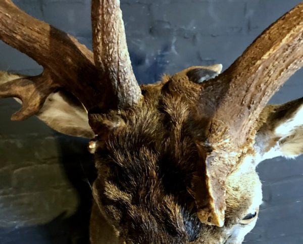 Beautiful stuffed head of a fallow deer