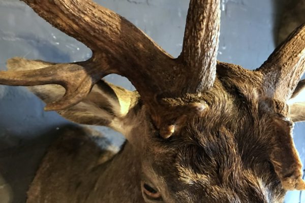 Beautiful stuffed head of a fallow deer