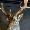 Beautiful stuffed head of a fallow deer