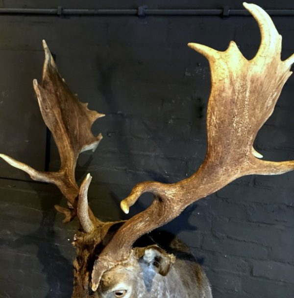 Beautiful stuffed head of a fallow deer