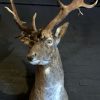 Imposing stuffed head of a capital red stag with a giant pair of antlers