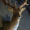 Beautiful stuffed head of a fallow deer