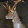 Beautiful stuffed head of a fallow deer