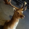 Beautiful stuffed head of a fallow deer