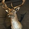 Beautiful stuffed head of a fallow deer