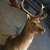 Beautiful stuffed head of a fallow deer