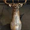 Beautiful stuffed head of a fallow deer