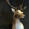 Beautiful stuffed head of a fallow deer