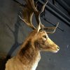 Beautiful stuffed head of a fallow deer