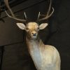 Beautiful stuffed head of a fallow deer